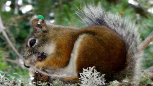 Mount Graham red squirrels rebound after devastating habitat loss from fire